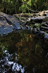 stream in the forest