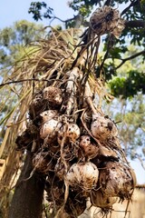 garlic straight from farm