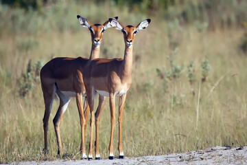 The impala (Aepyceros melampus), two young females patrolling a flat termite mound. Impalas in the savannah.