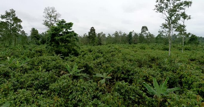 Aerial view or bird eye view of cocoa plantation