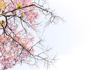 Blossom of Wild Himalayan Cherry (Prunus cerasoides) or Giant tiger flower