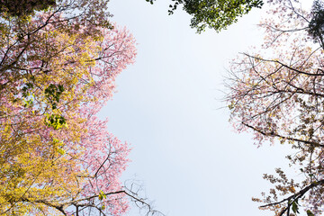 Blossom of Wild Himalayan Cherry (Prunus cerasoides) or Giant tiger flower