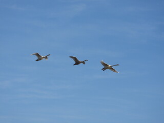 swans flying