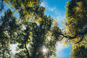 Fototapeta premium trees and sky