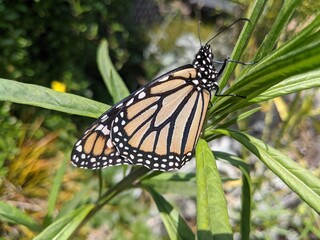 Monarch butterfly resting on a swan plant