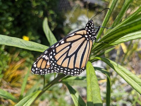 Monarch butterfly resting on a swan plant