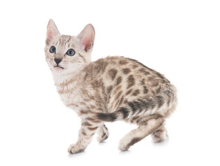 Obraz premium bengal kitten in studio