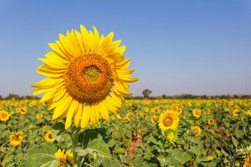 Beautiful sunflowers in spring field and the plant of sunflower is wideness plant in travel location.