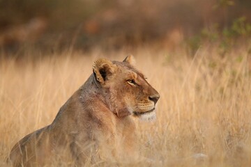 Early morning contemplation