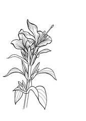 Barleria Prionitis hand draw line art, Barleria Prionitis isolated on white background with copy space for decorative wall prints, herb hand draw line art, flower line art.