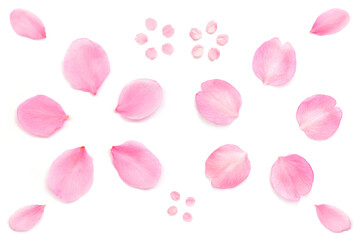 桜 花びら ピンク 春 白背景