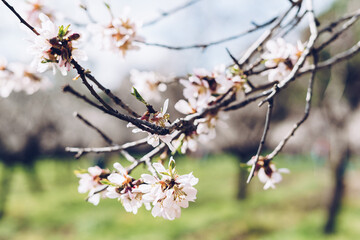 Cherry blossoms blooming in spring
