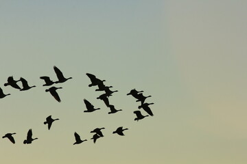Canadian Geese flying in formation in the sky at Sunset north of Hutchinson Kansas USA out in the country.