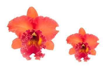 Orange orchid isolate with clipping path