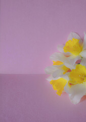 bouquet of daffodils on pink paper 