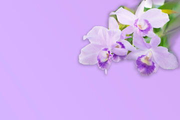 Fototapeta na wymiar Purple orchid on purple background