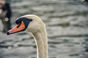 Fototapeta premium White swan is looking at camera while swimming in the lake, Moses Gate Country Park, Bolton, England.