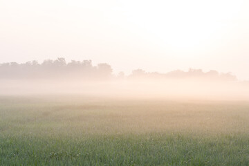 Sunrise on a very foggy morning in a cornfield.