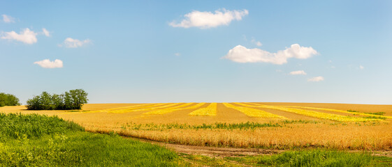 Panoramic view of farmland field edge with yellow ripe wheat plantation and green grasses and trees near it