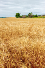 Rural landscape with yellow ripe wheat on farmland field