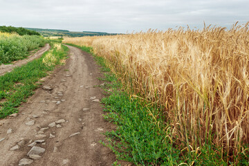 Rural unpaved road on edge of yellow ripe wheat agricultural field in summer overcast cloudy weather