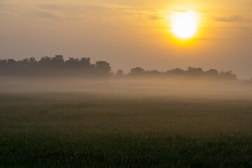Fototapeta na wymiar Sunrise on a very foggy morning in a cornfield.