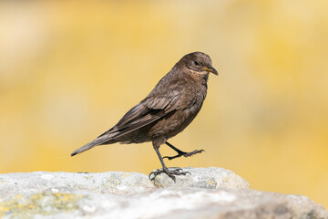 The Black Cinclodes or Tussock-bird (Cinclodes antarcticus)