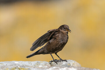 The Black Cinclodes or Tussock-bird (Cinclodes antarcticus)