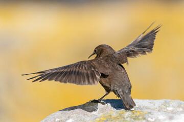 The Black Cinclodes or Tussock-bird (Cinclodes antarcticus)