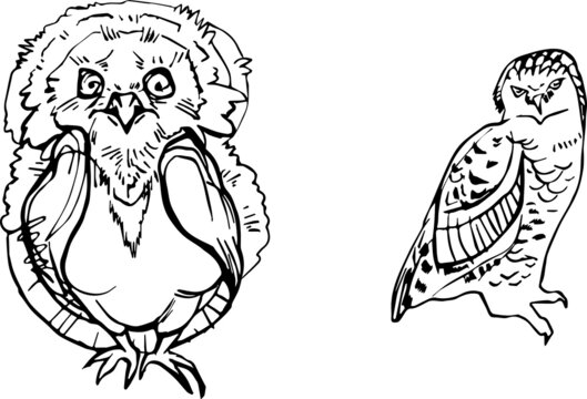 vector set birds hand drawn ink pen illustration. stylized owl line art doodle. sketch element for design, print, children's book. Hand drawn animal collection. cute owl full growth shaped ink stain
