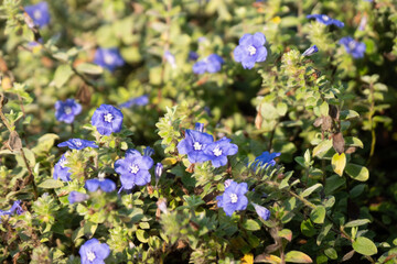Beautiful Flowers in the Garden