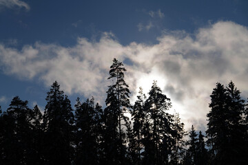 Fototapeta premium sunset in the forest