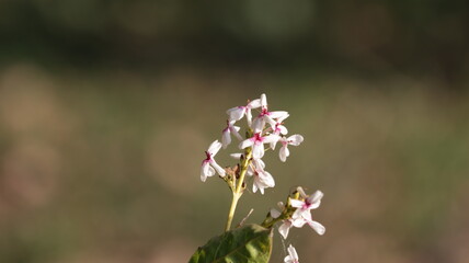 pink flowers in the garden