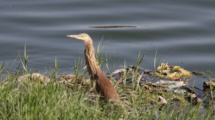 Indian pond heron at a lake