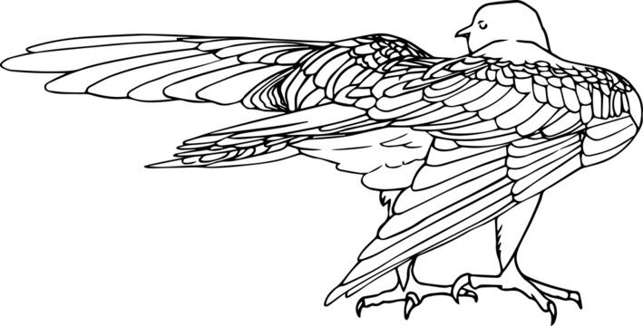 Vector drawing of a hawk image from the back. A wild animal from the zoo with detailed ornamental wings. Element for coloring illustration. Birds large claws. predatory dangerous animal spread wings