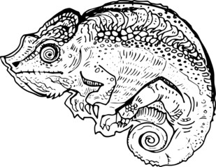 stylized chameleon lizard art doodle. Vector sketch element for design, print, children's book. Hand Drawn animal collection. reptile isolated graphic illustration on white background. drawing pattern