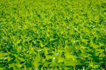 View of the green leaves of the silkworm mulberry