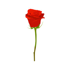 Red roses vector graphics