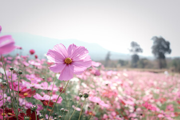 Obraz premium Pink cosmos flower blooming cosmos flower field, beautiful vivid natural summer garden outdoor park image.