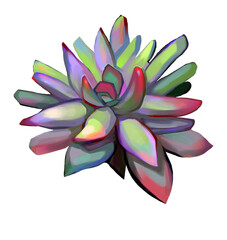 succulent plant digital drawing. graphics for banner design, holiday postcard, print, decor of women's products. element for decoration. one detailed drawn exotic flower on a white background