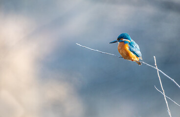 King Fisher, Wild, Bird, Natur, Water