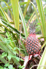 Obraz premium Pineapple fruit and plant