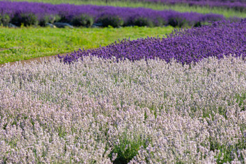 Fototapeta premium 高原に咲く白と紫のラベンダーの花