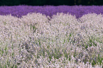 Fototapeta na wymiar 高原に咲く白と紫のラベンダーの花