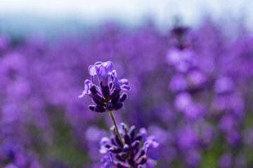 高原に咲くラベンダーの花のアップ