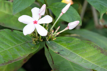 Beautiful Flowers in the Garden