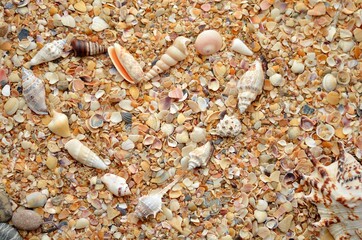 beach, sand, shell, love, heart, valentine, day, texture, stone, nature, pebble, sea, coastline, summer, water, pattern, rock, close-up, abstract, background, macro, natural, gravel, shore
