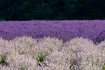 高原に咲く白と紫のラベンダーの花
