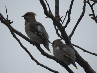 waxwings