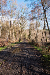 Muddy forest path with puddles on a sunny day in winter